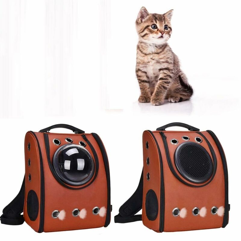 Cane gatto