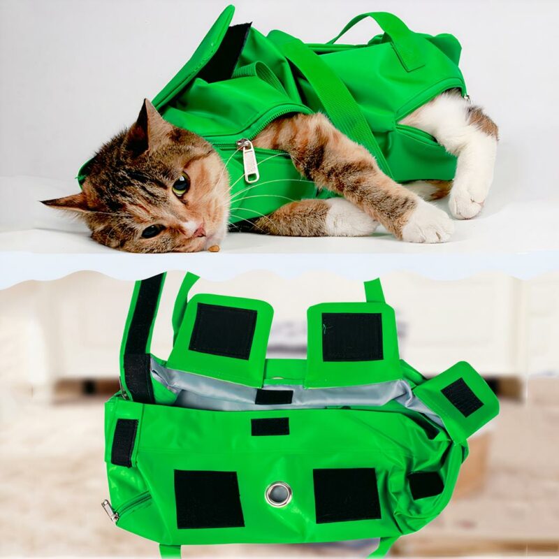 Cane gatto